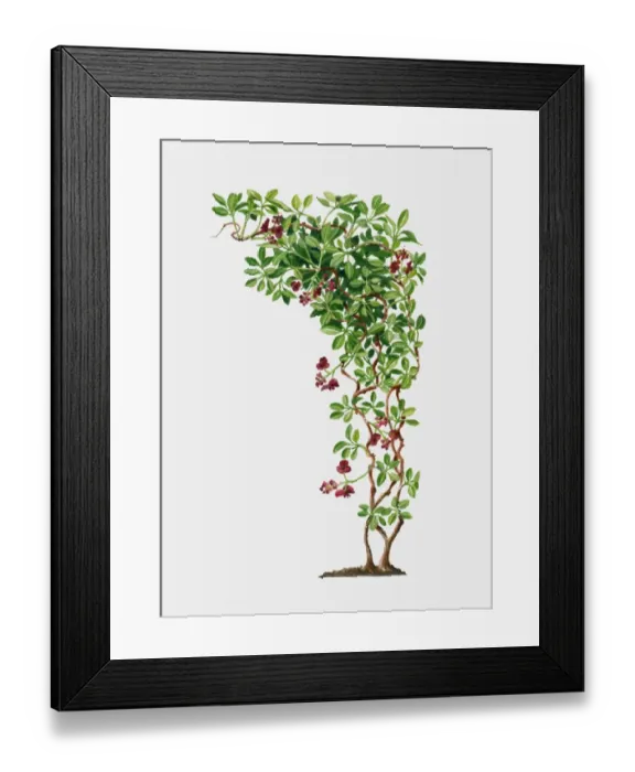 Framed Print : Illustration of Akebia quinata (Fiveleaf Akebia), deciduous to semi-evergreen twining vine with gree Framed Print : Illustration of Akebia quinata (Fiveleaf Akebia), deciduous to semi-evergreen twining vine with gree
