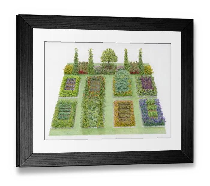 Framed Print : Illustration of vegetable potager with lawn area Framed Print : Illustration of vegetable potager with lawn area