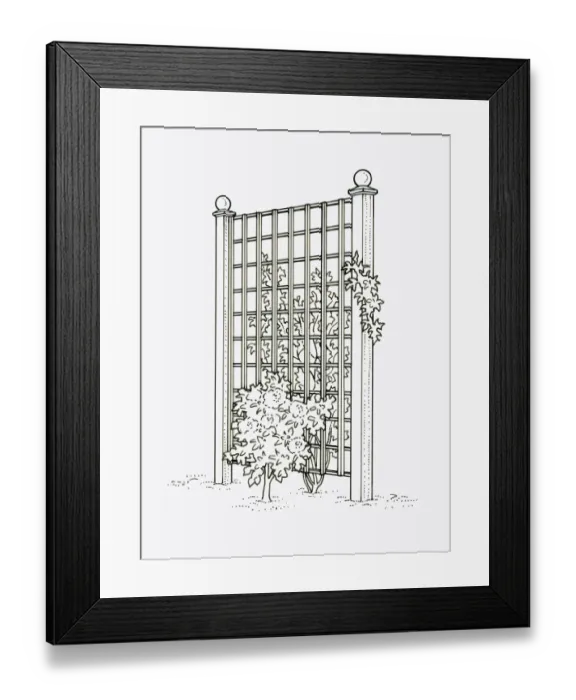 Framed Print : Black and white illustration of plants growing on both sides of trellis fence panel used as screen p Framed Print : Black and white illustration of plants growing on both sides of trellis fence panel used as screen p