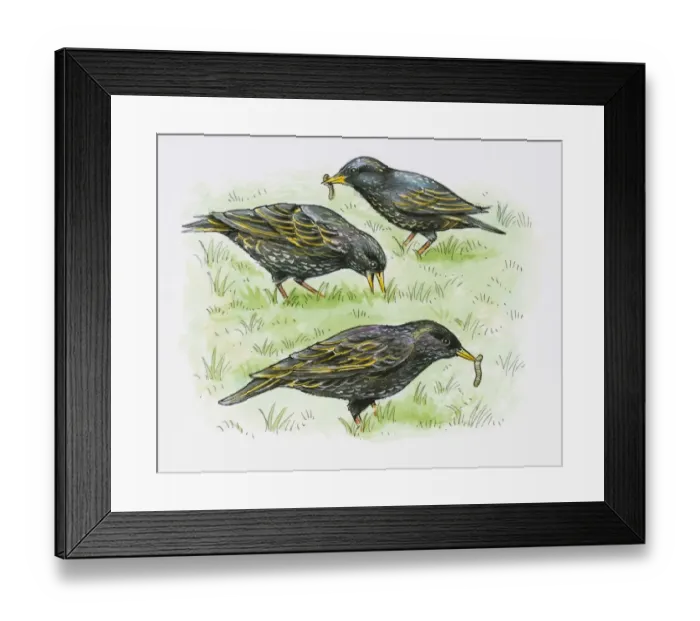 Framed Print : Illustration of European Starling (Sturnus vulgaris) feeding on Earthworm from lawn Framed Print : Illustration of European Starling (Sturnus vulgaris) feeding on Earthworm from lawn