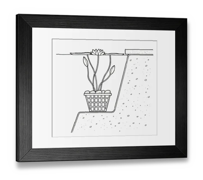 Framed Print : Black and white cross section illustration of waterlily in plastic mesh basket weighted down by pebb Framed Print : Black and white cross section illustration of waterlily in plastic mesh basket weighted down by pebb