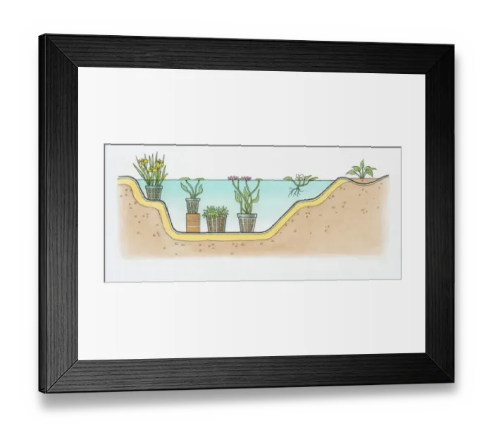 Framed Print : Black and white cross section illustration of showing positioning of aquatic plants in deep and shal Framed Print : Black and white cross section illustration of showing positioning of aquatic plants in deep and shal