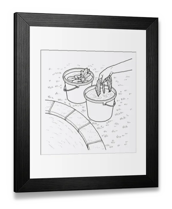 Framed Print : Black and white illustration of putting aquatic pond weed and water lily in bucket at edge of pond Framed Print : Black and white illustration of putting aquatic pond weed and water lily in bucket at edge of pond