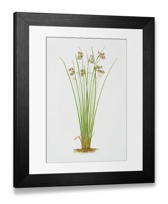 Framed Print : Illustration of Schoenoplectus Lacustris (Common Club-rush) Framed Print : Illustration of Schoenoplectus Lacustris (Common Club-rush)