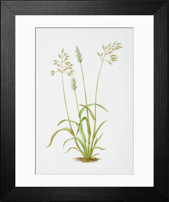 Framed Print : Illustration of Bromus hordeaceus (Soft Brome) Framed Print : Illustration of Bromus hordeaceus (Soft Brome)
