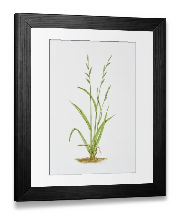 Framed Print : Illustration of Brachypodium Sylvaticum (False Brome) Framed Print : Illustration of Brachypodium Sylvaticum (False Brome)