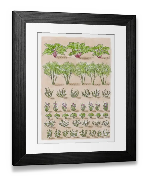 Framed Print : Illustration of rosemary, chives, parsley, mint, basil, globe artichokes, Jerusalem artichokes, rhub Framed Print : Illustration of rosemary, chives, parsley, mint, basil, globe artichokes, Jerusalem artichokes, rhub