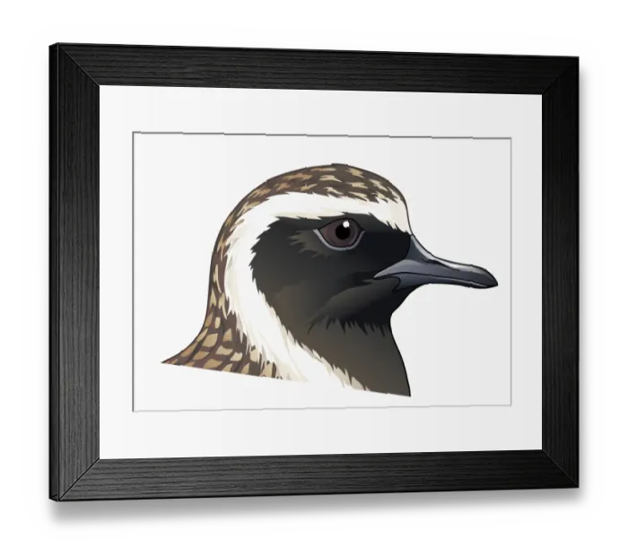 Framed Print : Illustration of Pacific Golden Plover (Pluvialis fulva), head profile