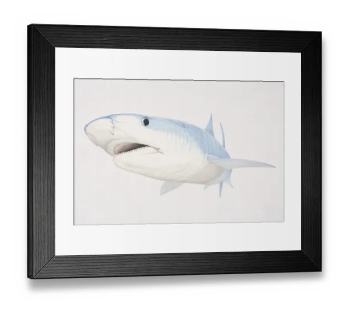 Framed Print : Illustration of Bull Shark (carcharhinus leucas) underwater Framed Print : Illustration of Bull Shark (carcharhinus leucas) underwater