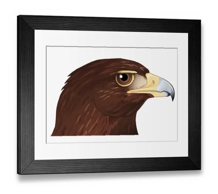 Framed Print : Illustration of Hawk head showing strong hooked beak Framed Print : Illustration of Hawk head showing strong hooked beak