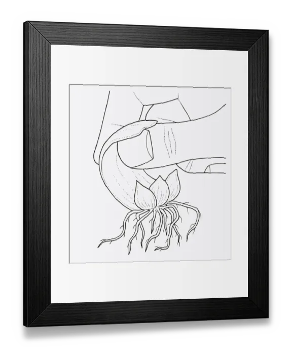 Framed Print : Black and white illustration showing fingers removing lily scale from bulb Framed Print : Black and white illustration showing fingers removing lily scale from bulb
