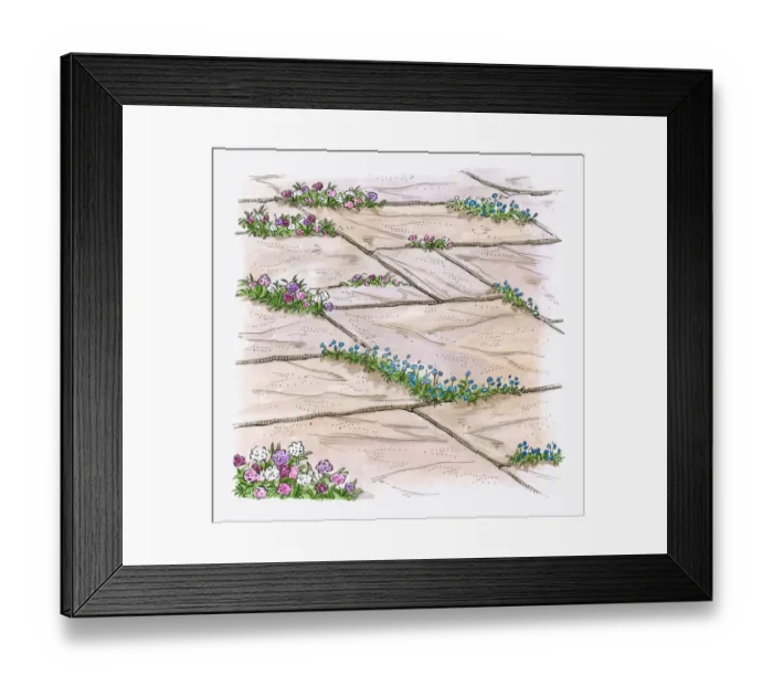 Framed Print : Illustration of hardy annuals growing between patio paving slabs to prevent weeds from growing Framed Print : Illustration of hardy annuals growing between patio paving slabs to prevent weeds from growing
