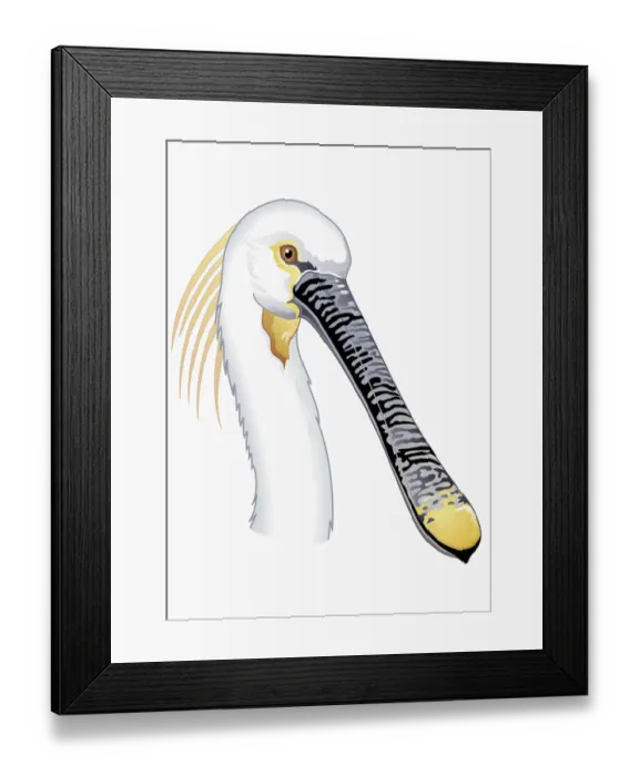 Framed Print : Illustration of Eurasian Spoonbill or Common Spoonbill (Platalea leucorodia), profile showing long n Framed Print : Illustration of Eurasian Spoonbill or Common Spoonbill (Platalea leucorodia), profile showing long n