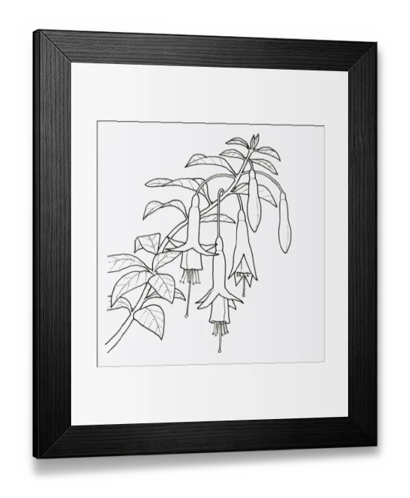 Framed Print : Black and white illustration of Fuchsia magellanica (Fuchsia), close-up Framed Print : Black and white illustration of Fuchsia magellanica (Fuchsia), close-up