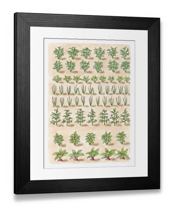 Framed Print : Illustration of potato plant, carrots, onions, tomato plant, leeks, parsnips, beetroot, shallots, ma Framed Print : Illustration of potato plant, carrots, onions, tomato plant, leeks, parsnips, beetroot, shallots, ma