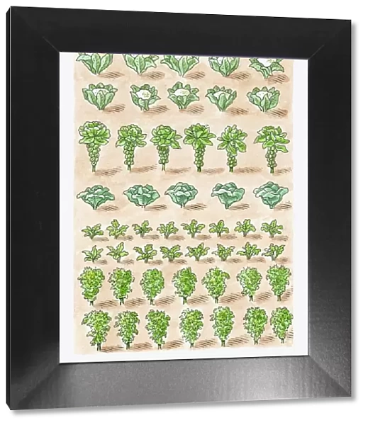 Illustration of cauliflower, Brussels Sprouts, cabbage, radish, Chinese Cabbage and kale growing in