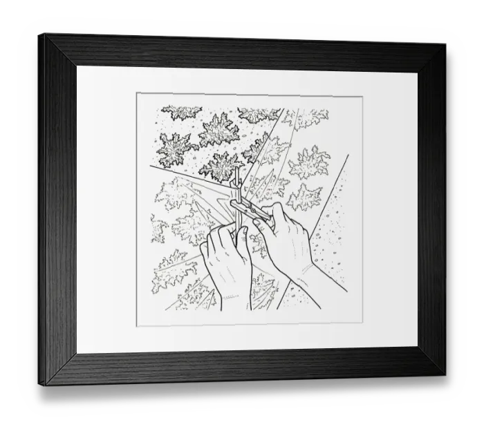 Framed Print : Black and white illustration of pegging polythene barrier to protect young carrots from pests Framed Print : Black and white illustration of pegging polythene barrier to protect young carrots from pests