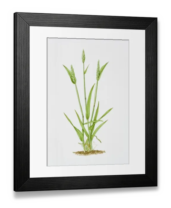 Framed Print : Illustration of Anthoxanthum Odoratum (Vanilla grass)