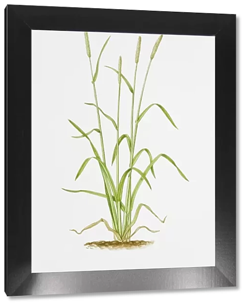 Illustration of Alopecurus pratensis (Meadow Foxtail)