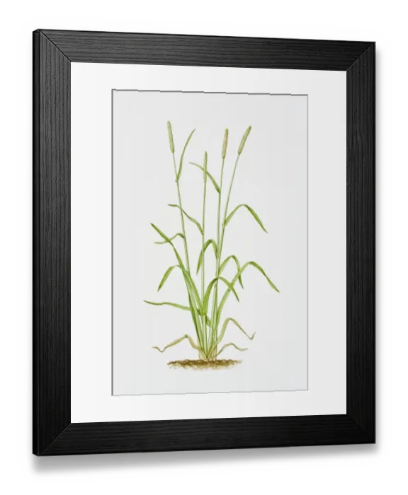 Framed Print : Illustration of Alopecurus pratensis (Meadow Foxtail) Framed Print : Illustration of Alopecurus pratensis (Meadow Foxtail)