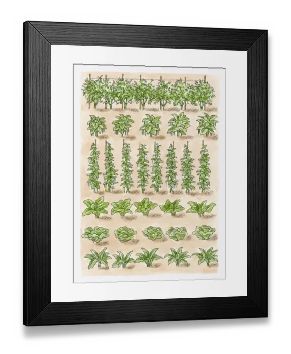 Framed Print : Illustration of green peas, French beans, runner beans, spinach, lettuce, broad beans, swiss chard Framed Print : Illustration of green peas, French beans, runner beans, spinach, lettuce, broad beans, swiss chard