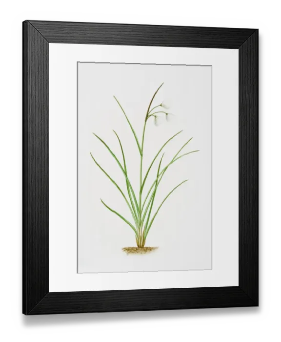 Framed Print : Illustration of Eriophorum angustifoliumCommon Cottongrass)