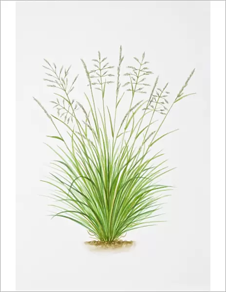 Illustration of Deschampsia Caespitosa (Tussock grass)