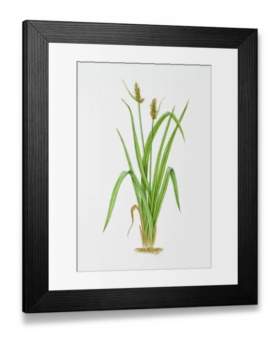 Framed Print : Illustration of Carex Otrubae (False Fox Sedge) Framed Print : Illustration of Carex Otrubae (False Fox Sedge)