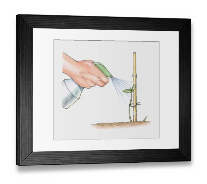 Framed Print : Illustration of spraying water over seedling attached to bamboo support Framed Print : Illustration of spraying water over seedling attached to bamboo support