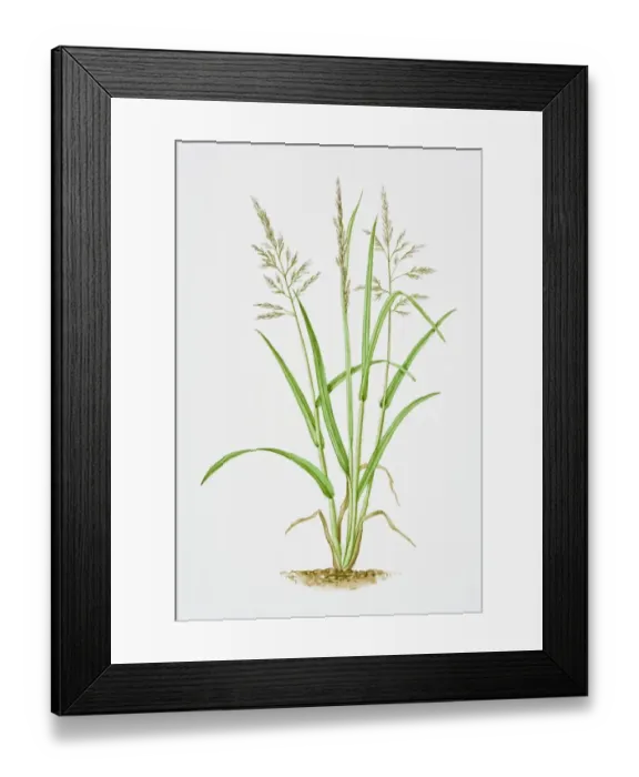 Framed Print : Illustration of Holcus Lanatus (Yorkshire Fog) Framed Print : Illustration of Holcus Lanatus (Yorkshire Fog)
