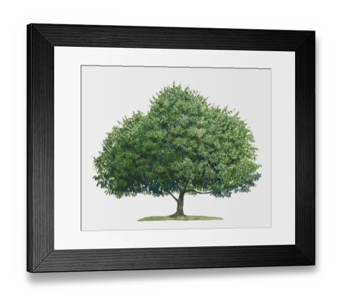 Framed Print : Illustration of Mangifera indica (Mango), a large evergreen tropical tree Framed Print : Illustration of Mangifera indica (Mango), a large evergreen tropical tree