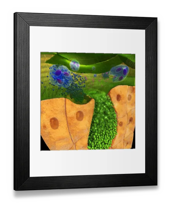 Framed Print : Digital cross section illustration of ciliate cell showing rhinovirus and antobodies in nasal cavity Framed Print : Digital cross section illustration of ciliate cell showing rhinovirus and antobodies in nasal cavity