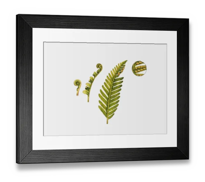 Framed Print : Illustration of sori and fronds of Polypodium fern