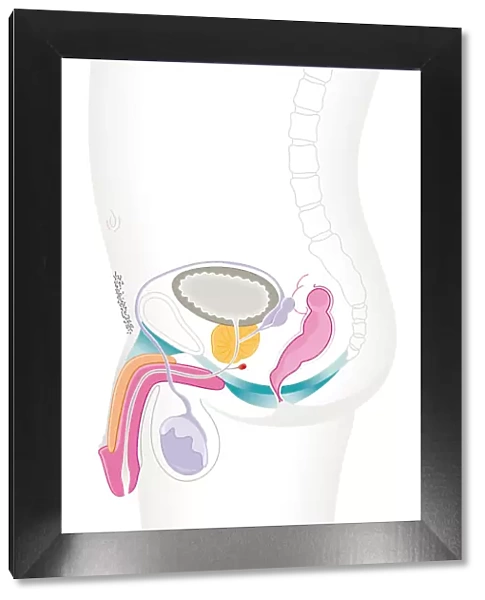 Digital cross section illustration of male reproductive system