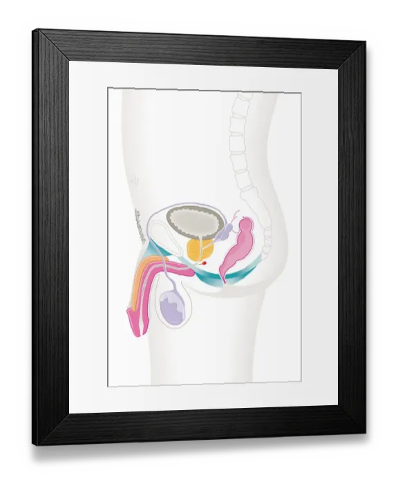 Framed Print : Digital cross section illustration of male reproductive system Framed Print : Digital cross section illustration of male reproductive system