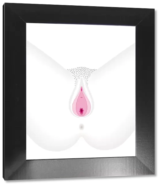 Digital illustration of opening to vagina
