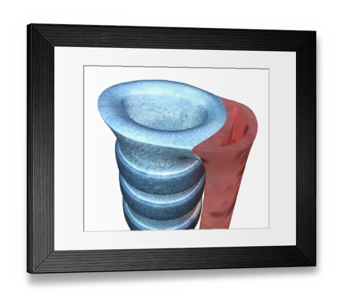 Framed Print : Digital illustration of human trachea, close-up Framed Print : Digital illustration of human trachea, close-up