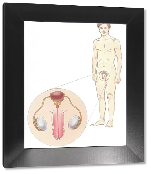 Illustration of naked man with close-up showing penis, testis, and bladder