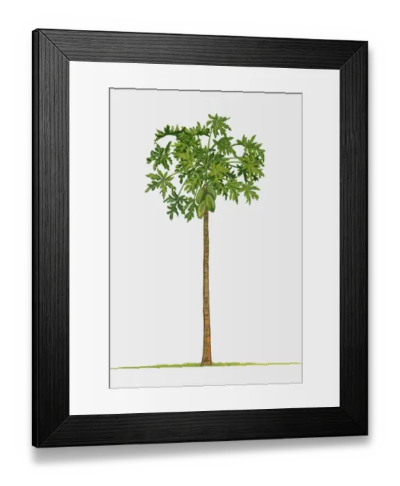 Framed Print : Illustration of Carica papaya (Papaya), a large tree-like tropical plant showing green leaves and un Framed Print : Illustration of Carica papaya (Papaya), a large tree-like tropical plant showing green leaves and un