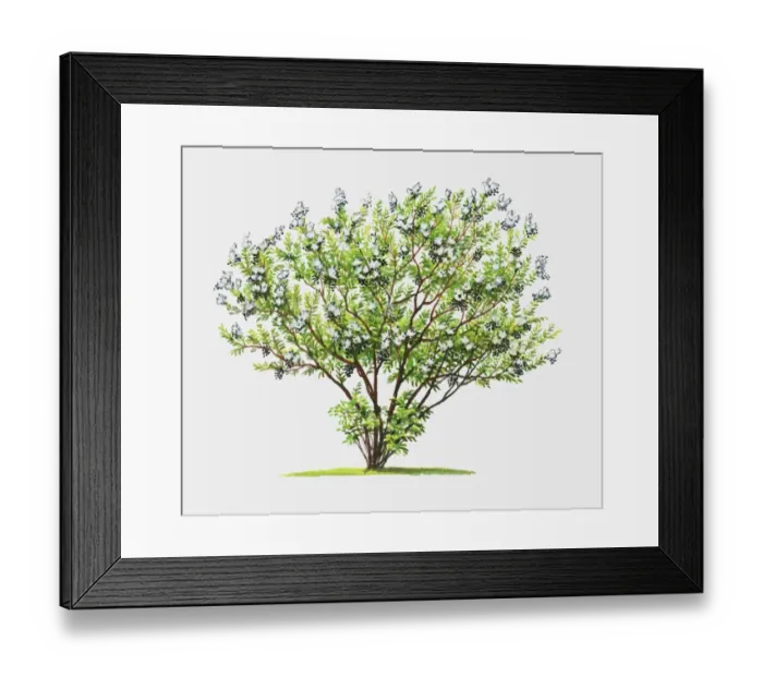Framed Print : Illustration of Lawsonia inermis (Henna), shrub showing abundance of green leaves and summer flowers Framed Print : Illustration of Lawsonia inermis (Henna), shrub showing abundance of green leaves and summer flowers