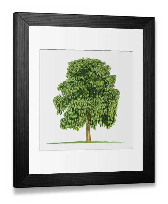 Framed Print : Illustration of Pangium edule (Kepayang), large tree with green leaves