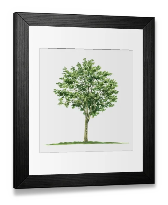 Framed Print : Illustration of Averrhoa carambola (Star Fruit), a small tropical evergreen tree Framed Print : Illustration of Averrhoa carambola (Star Fruit), a small tropical evergreen tree