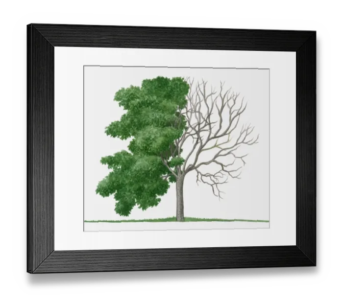 Framed Print : Illustration of Rhus trichocarpa (Sumac), a deciduous tree showing summer leaves and bare winter bra Framed Print : Illustration of Rhus trichocarpa (Sumac), a deciduous tree showing summer leaves and bare winter bra