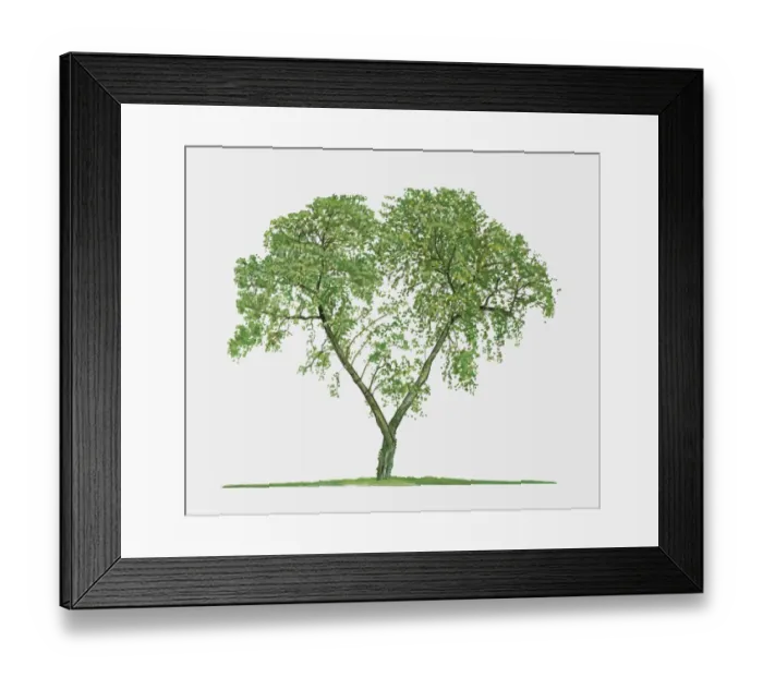 Framed Print : Illustration of Ziziphus zizyphus (Jujube), a small deciduous tree showing summer leaves Framed Print : Illustration of Ziziphus zizyphus (Jujube), a small deciduous tree showing summer leaves