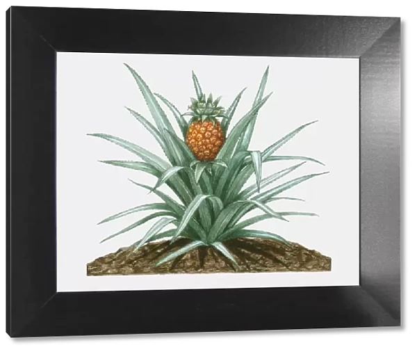 Illustration of Ananas comosus (Pineapple), herbaceous perennial plant showing green leaves and ripe