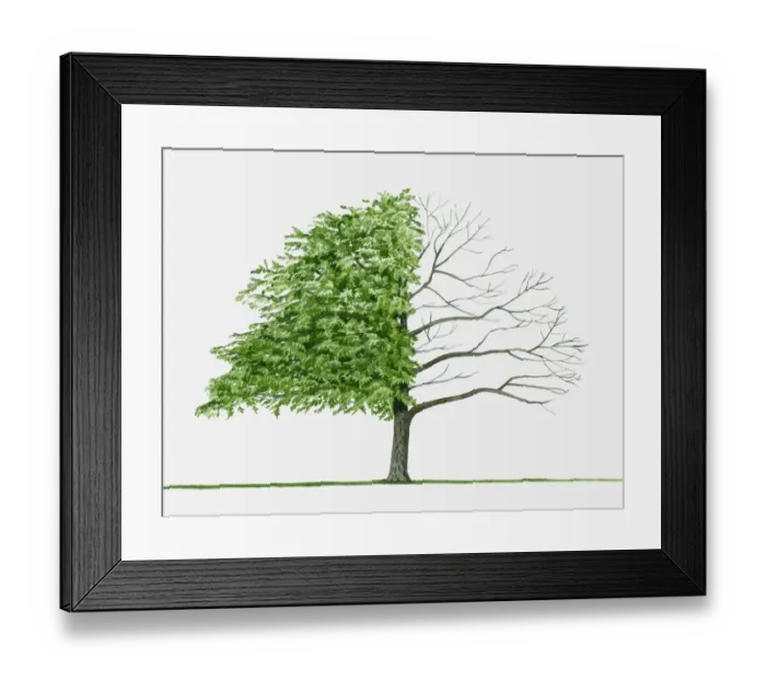 Framed Print : Illustration of Pterocarya stenoptera (Chinese Wingnut), a deciduous tree showing summer leaves Framed Print : Illustration of Pterocarya stenoptera (Chinese Wingnut), a deciduous tree showing summer leaves