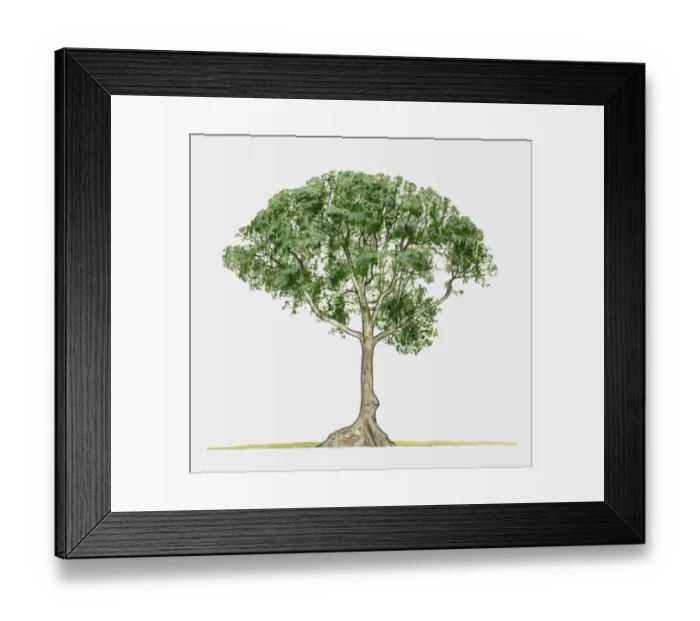 Framed Print : Illustration of Terminalia catappa (Java Almond), a large tropical tree Framed Print : Illustration of Terminalia catappa (Java Almond), a large tropical tree