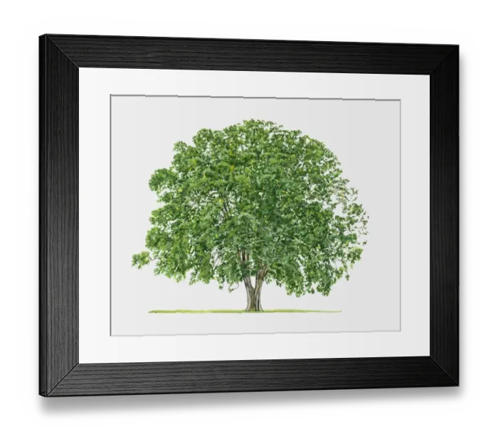 Framed Print : Illustration of Indian Laburnum (Golden Shower), a deciduous or semi-evergreen tree