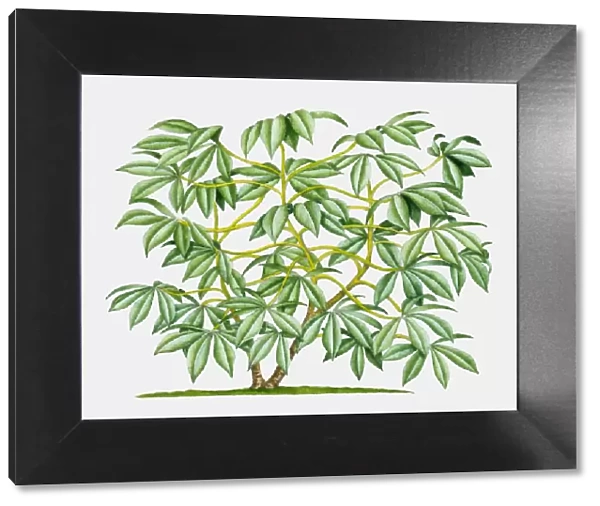 Illustration of Cassava (Yucca), tropical shrub with green leaves