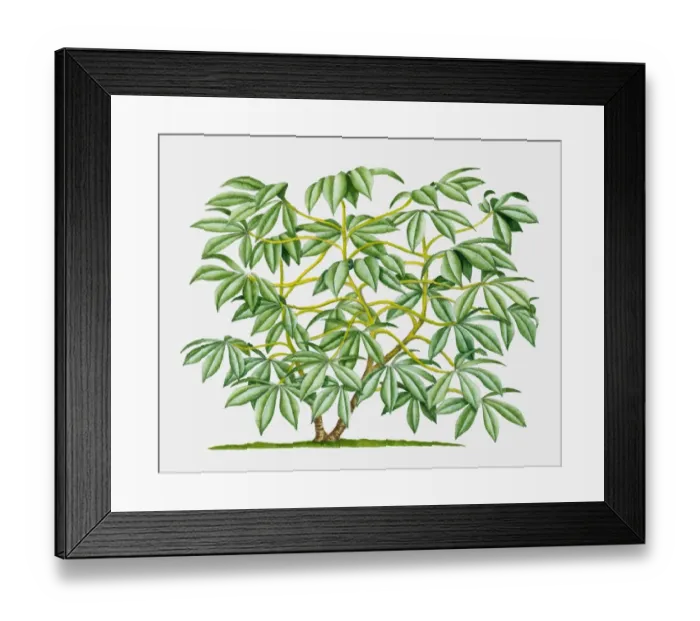 Framed Print : Illustration of Cassava (Yucca), tropical shrub with green leaves